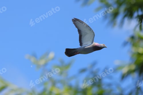 Preview: Gray pigeon flying against the backdrop of a blue sky and green foliage