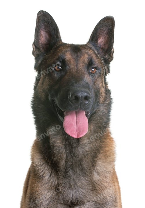 Preview: belgian shepherd malinois