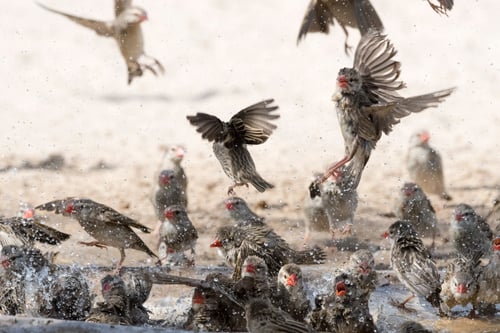 Preview: A Red-billed quelea flock (Quelea quelea), in flight, Kalahari, Botswana Africa
