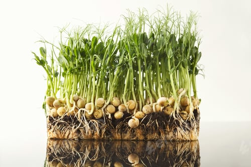 Preview: Organic growing micro greens closeup