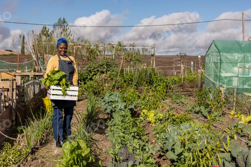 Preview: Farmer carrying freshly harvested vegetables in orchard