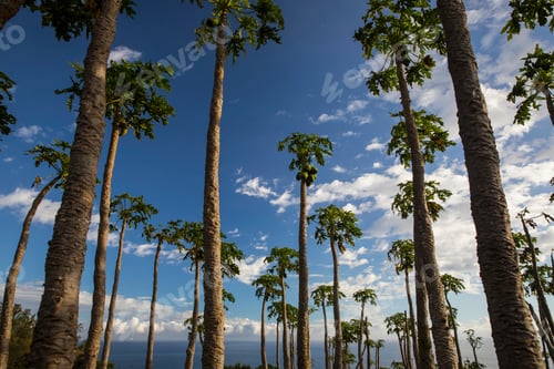 Preview: Palm trees and Indian Ocean, Reunion Island