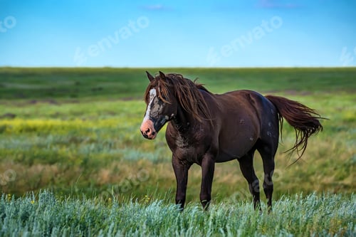 Preview: Wild stallion grazing on summer meadow