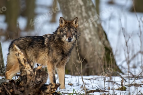 Preview: Wolf in the forest up close. Wild animal in the natural habitat