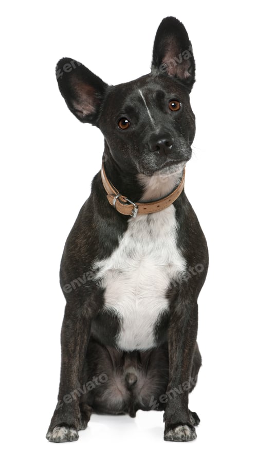 Preview: Mixed-breed dog, 5 years old, sitting in front of white background