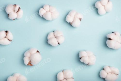 Preview: Cotton bolls on a blue background. Pattern, flat lay, top view