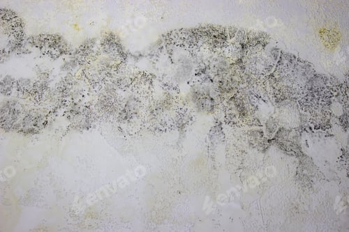 Preview: black mold on the wall. Fungus on the wall after the flooding of the house.
