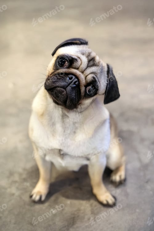 Preview: Cute puppy pug dog looking at camera