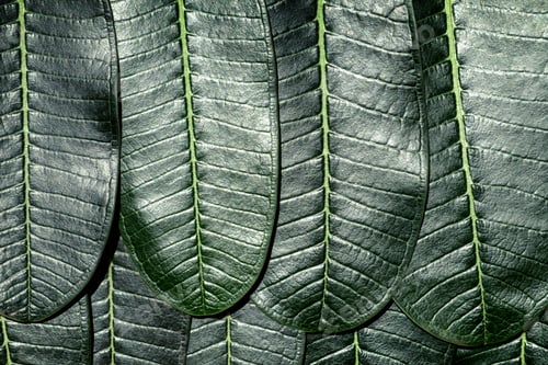 Preview: Close up of Plumeria leafs