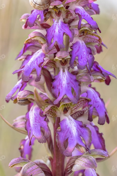 Preview: Giant wild Orchid in bloom
