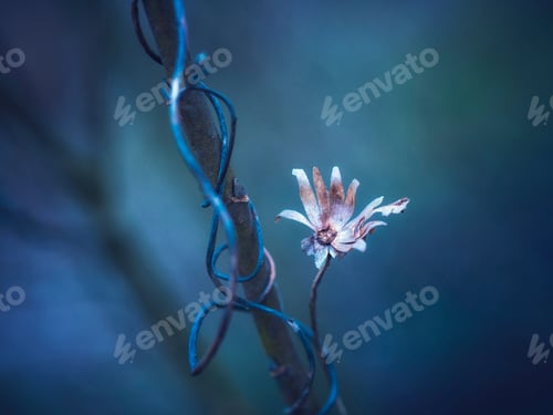 Preview: Fall flower during a cold day wrapped around a branch