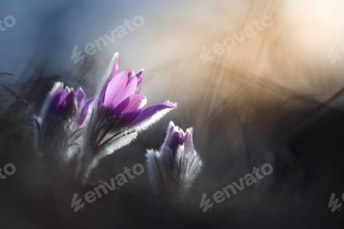 Preview: Pasque flower