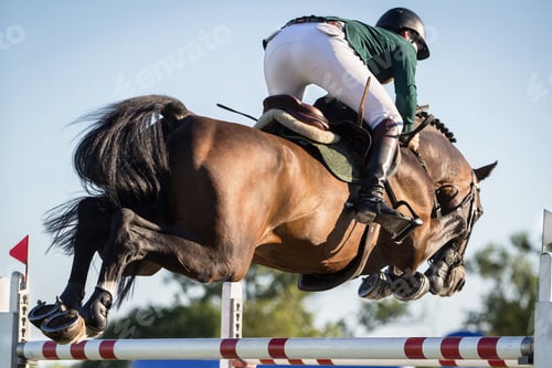 Preview: Horse Jumping, Equestrian Sports, Show Jumping themed photo.