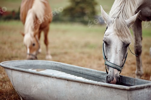 Preview: Closeup of a horse drinking water from a metal bucket in farmland outdoors