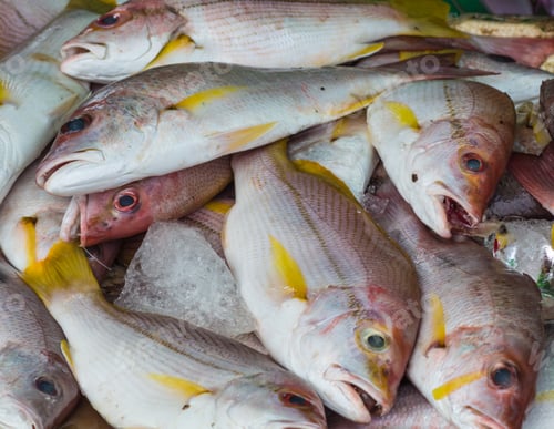 Preview: Red snapper on ice