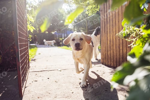 Preview: Dogs walking in park