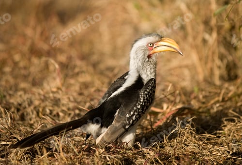 Preview: Southern Yellow-billed Hornbill - Tockus leucomelas