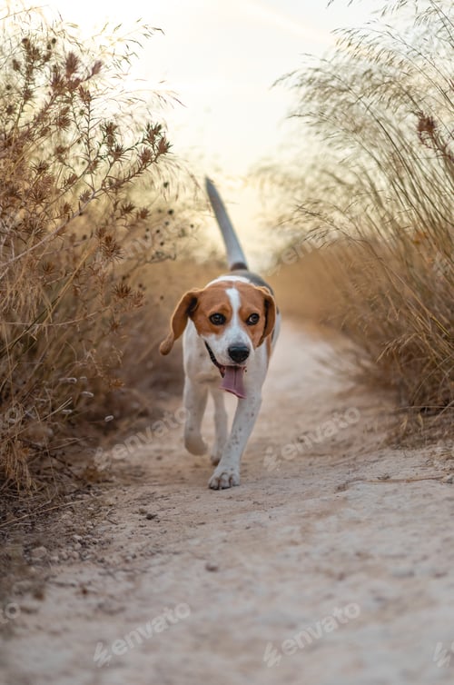 Preview: Vertical shot of a cute beagle dog running through the dried plants on a field