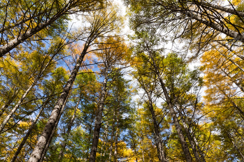 Preview: Forest in Autumn