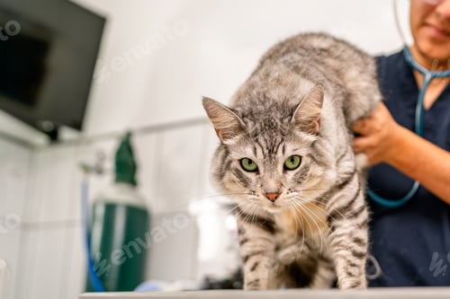 Preview: Veterinarian examining kitten with stethoscope in veterinary clinic