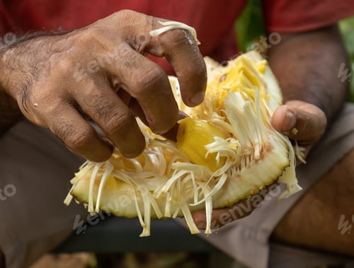 Preview: Human hands holding fresh jackfruit