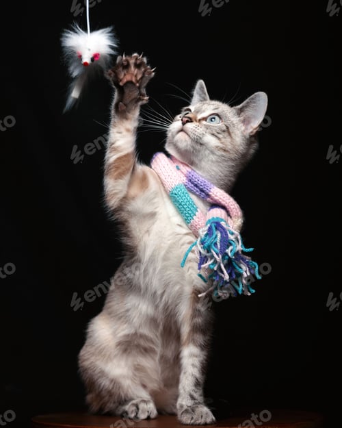 Preview: Domestic cat looking upward and extending its front paws as if trying to catch a fluffy toy
