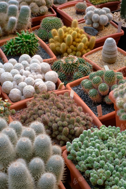 Preview: Big group of assorted cactuses
