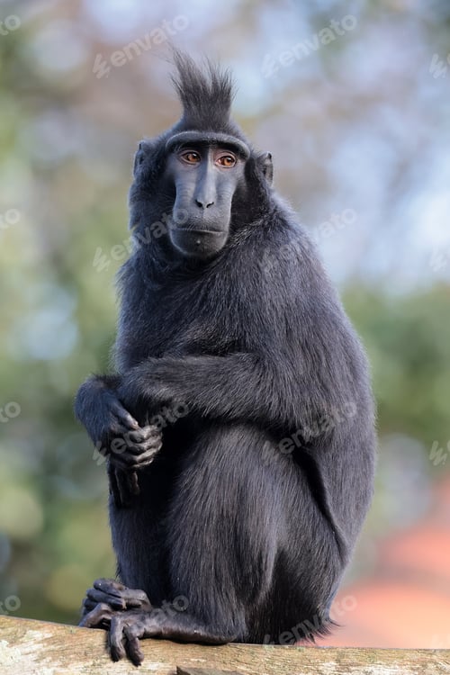 Preview: Macaca nigra close up on green blurred background