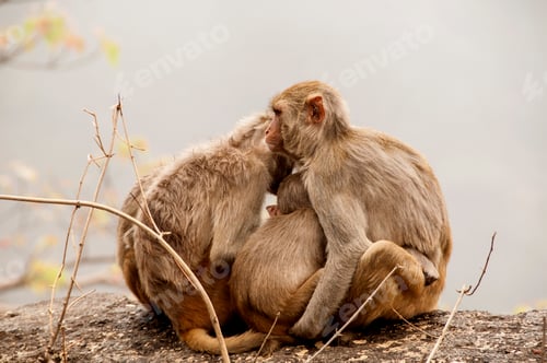 Preview: Monkey family with babies, hugging each other, Red faced macaque, emotional photo.