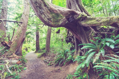 Preview: Vancouver forest