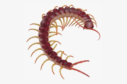 Preview: Giant Red Centipede Coiled