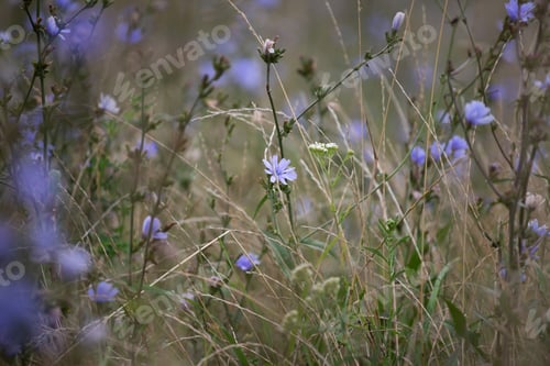 Preview: Wild blue chicory plant flower