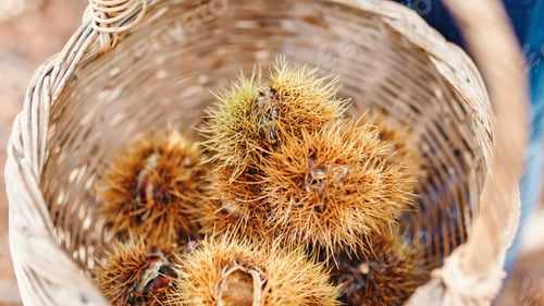 Preview: Chestnuts collected in the basket