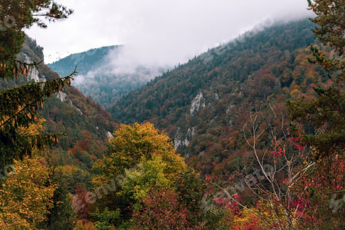 Preview: Idyllic autumn landscape with fall colors of trees on misty hills and mountains.