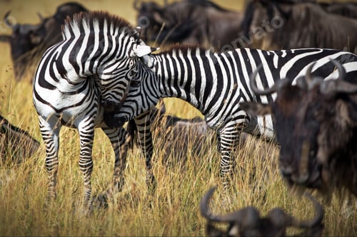 Preview: Zebras in a safari in Masai Mara, Kenya