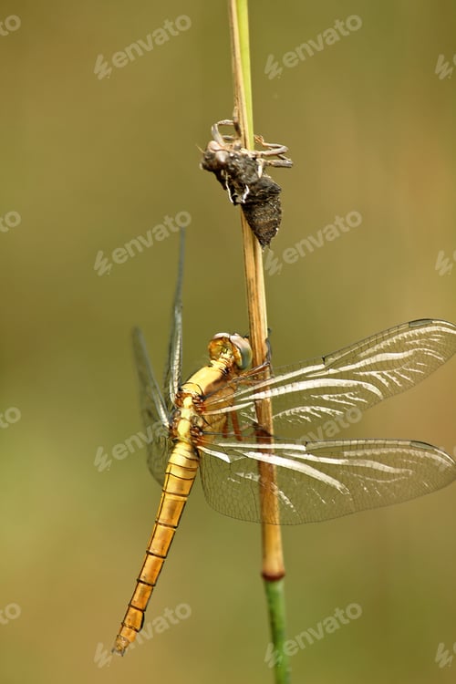 Preview: Yellow dragonfly spread its wings on the branches.