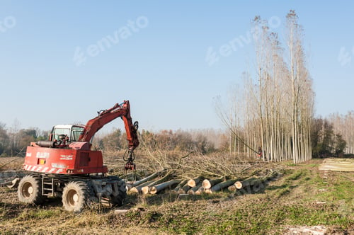 Preview: Cutting a forest of poplars.