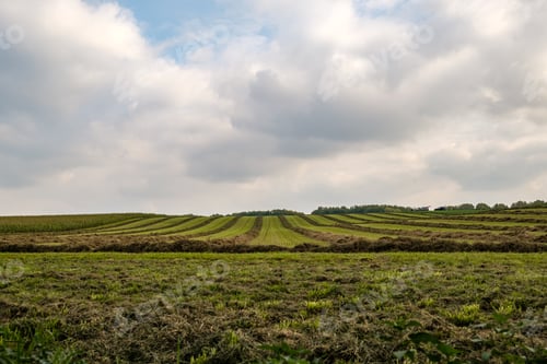 Preview: Horizontal shot of agricultural green fields under the cloudy sky