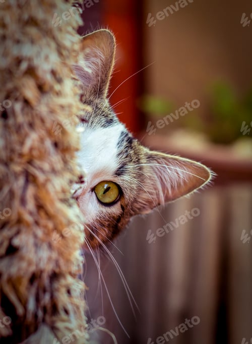 Preview: Cat peeks out, revealing half a face