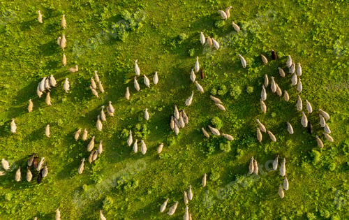 Preview: Aerial view at the sheeps herd. Landscape with animals from drone. View from air at the farmland.