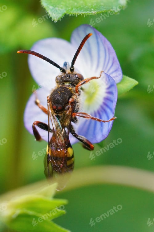 Preview: Vertical shot of a female cleptoparasite nomad bee sipping nectar from a blue Veronica flower