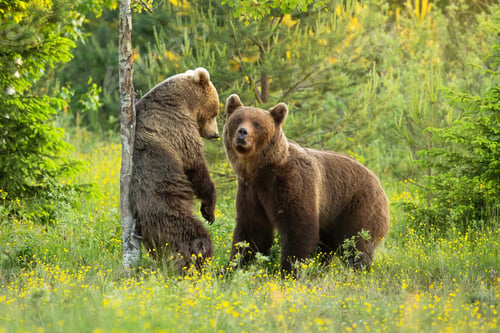 Preview: Two brown bears courting on a blooming glade with flowers in summer nature