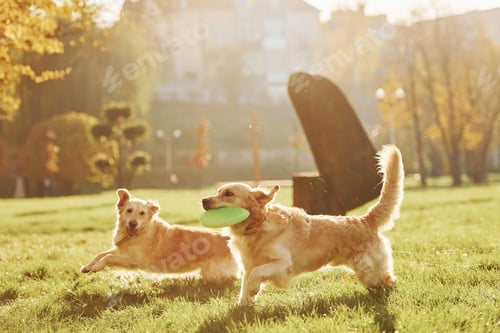 Preview: Running with frisbee. Two beautiful Golden Retriever dogs have a walk outdoors in the park together