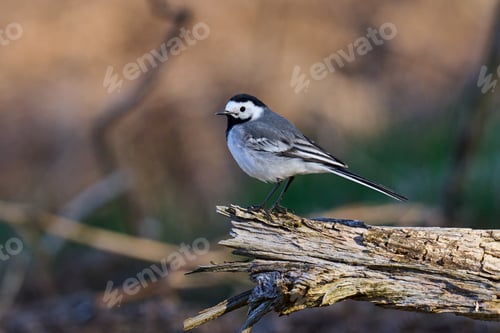 Preview: White wagtail (Motacilla alba)