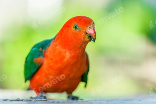 Preview: Image of a vibrant, red and green King Parrot perched on a branch