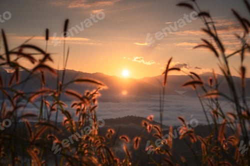 Preview: Sunrise shining over mountain with foggy and rim light on grass flower