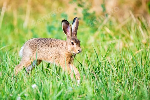 Preview: European hare or Lepus europaeus leaps in a meadow
