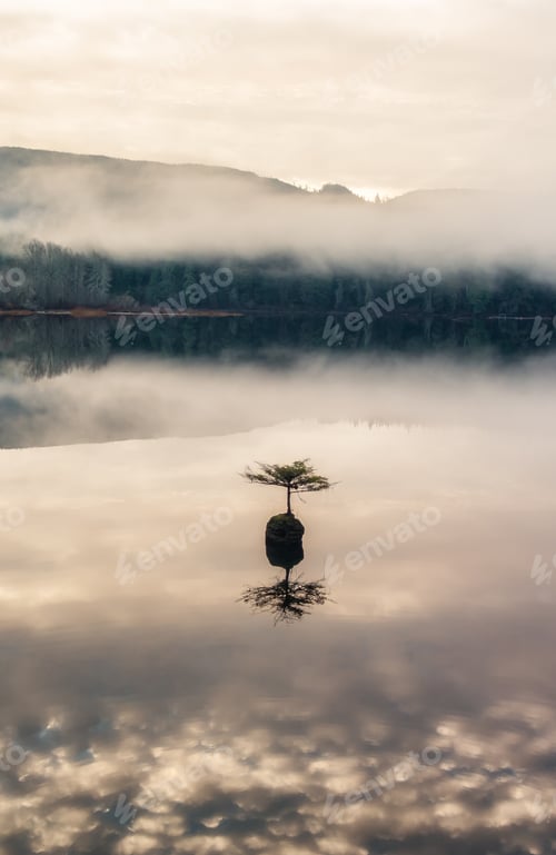 Preview: Bonsai Tree in Fairy Lake. Canadian Nature Landscape Background. Sunrise.