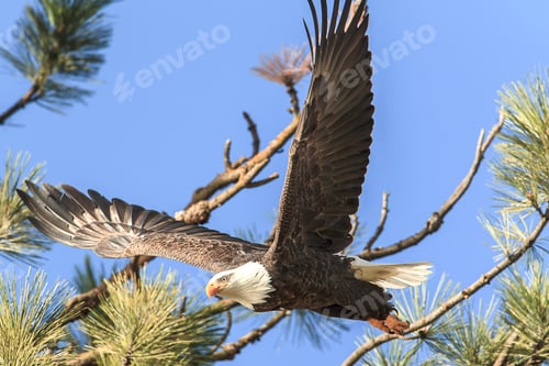 Preview: Eagle soars off branch.