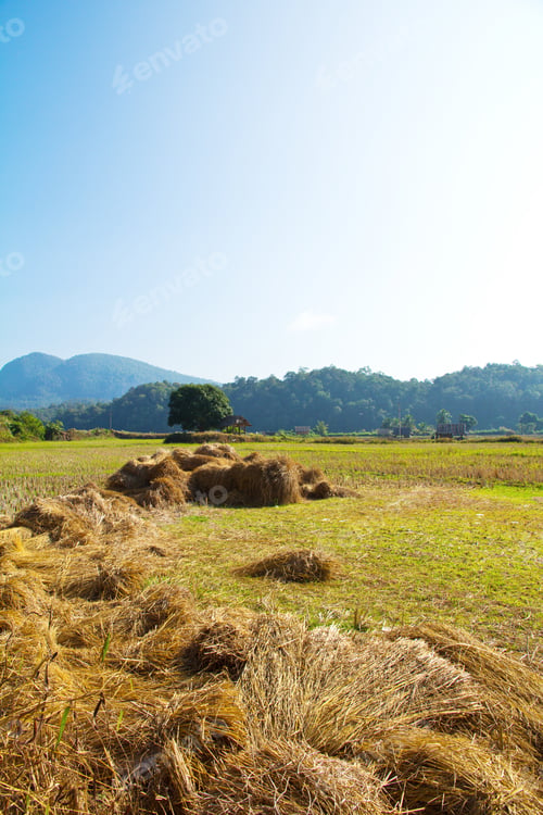 Preview: Traditional farming.